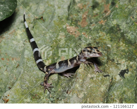 Kumetokadoki 121166127