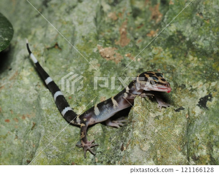 Kumetokadoki 121166128