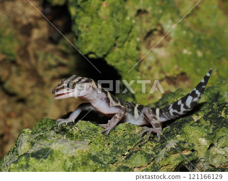 Kumetokadoki Kumetokadoki 121166129