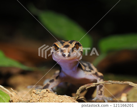 Madara lizard Madara lizard 121166201