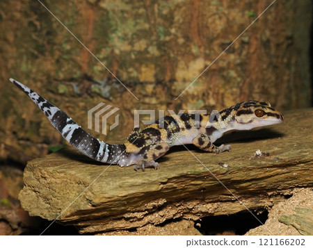 Madara lizard 121166202
