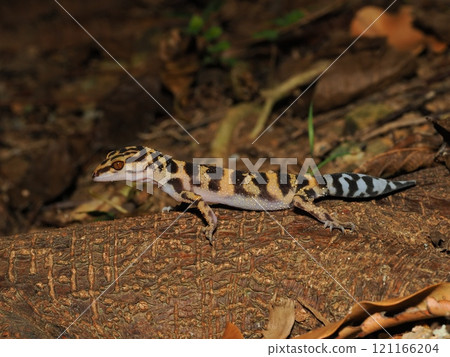 Madara lizard 121166204