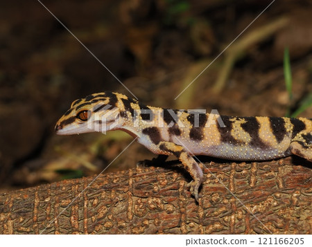 Madara lizard Madara lizard 121166205