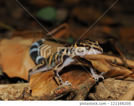 Madara lizard 121166208