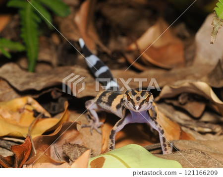Madara lizard Madara lizard 121166209