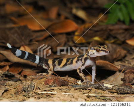 Madara lizard Madara lizard 121166211