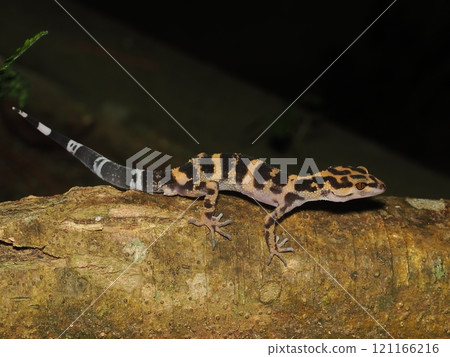 Madara lizard Madara lizard 121166216