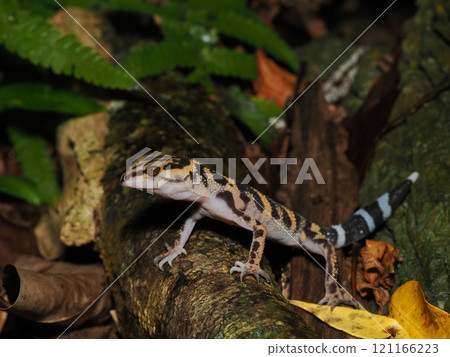 馬達拉蜥蜴 馬達拉蜥蜴 121166223