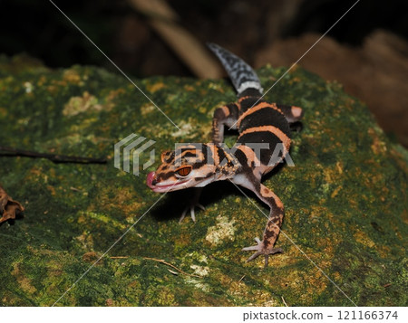 伊平屋蜥蜴守宮 121166374