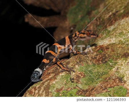 Iheya gecko Iheya gecko 121166393