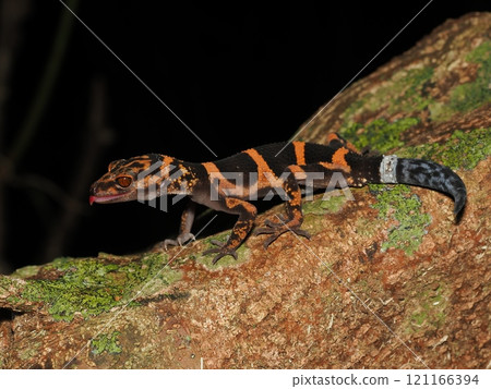Iheya gecko Iheya gecko 121166394