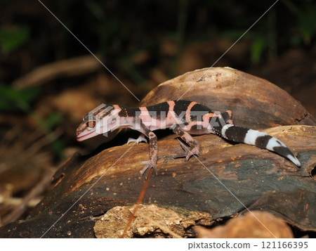 伊平屋蜥蜴守宮 伊平屋蜥蜴守宮 121166395
