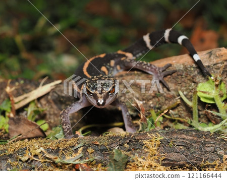 黑爪蜥蜴 121166444