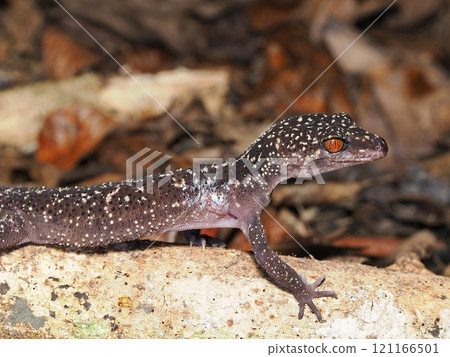 山原蜥蜴 121166501