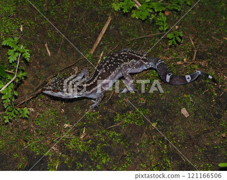 Yanbaru gecko 121166506