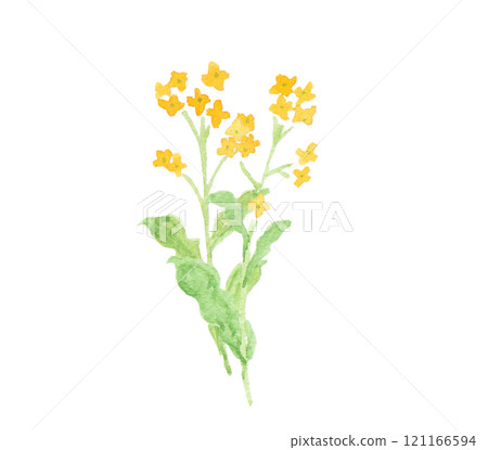春天的田野花朵水彩畫,油菜花 春天的田野花朵水彩畫,油菜花 121166594