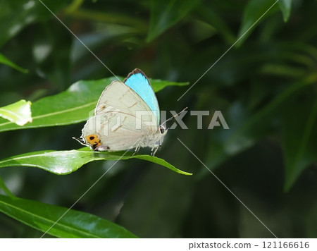 Kirishima Midori Shijimi 121166616