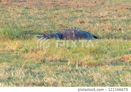 Dead Hippo in the Chobe river Dead Hippo in the Chobe river 121166678