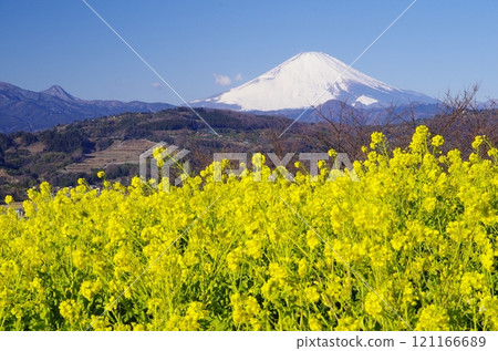 從二宮町東山眺望富士山和油菜花 從二宮町東山眺望富士山和油菜花 121166689