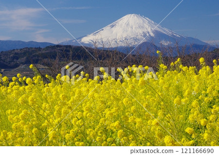 Fuji and rape blossoms as seen from Mount Azuma in Ninomiya Town Fuji and rape blossoms as seen from Mount Azuma in Ninomiya Town 121166690