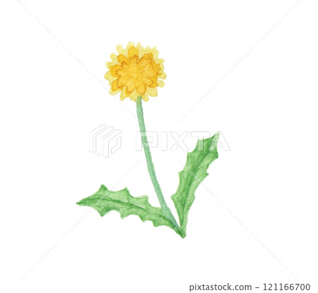 春田花蒲公英畫水彩 春田花蒲公英畫水彩 121166700