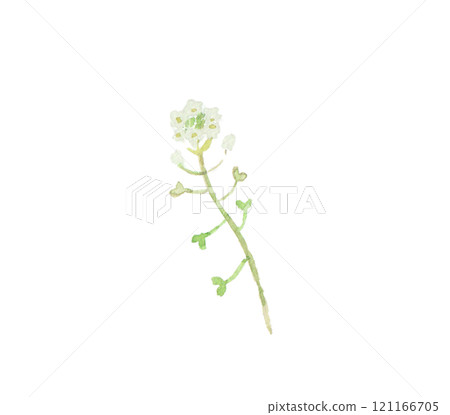 Spring field flower painted with watercolors: Shepherd's purse 121166705