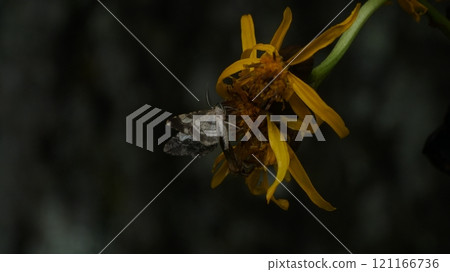 Shiroshitaobiedashaku sucking the nectar of Ligularia dentata 121166736