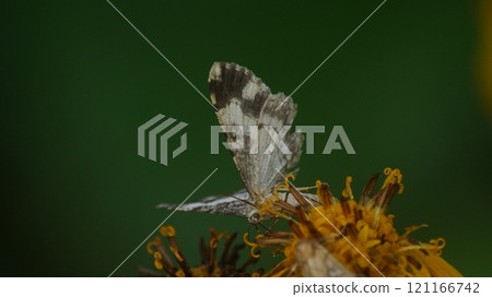 Shiroshitaobiedashaku sucking the nectar of Ligularia dentata Shiroshitaobiedashaku sucking the nectar of Ligularia dentata 121166742
