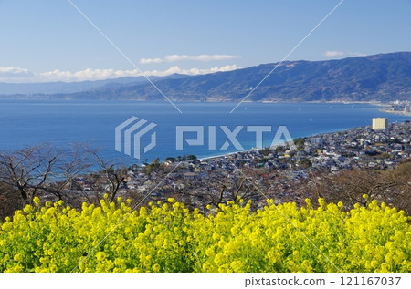 Sagami Bay and rape blossoms as seen from Mount Azuma in Ninomiya Town 121167037
