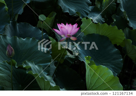 Lotus flower Lotus flower 121167134