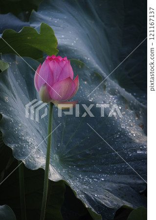 Lotus flower  121167137