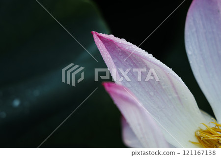 Lotus flower  121167138