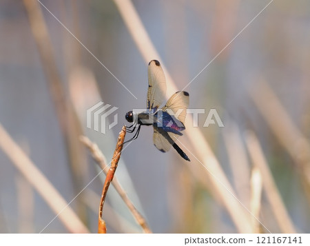 Honey-nosed butterfly dragonfly 121167141