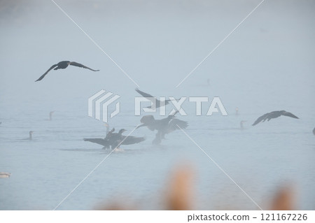 一群鸕鶿飛翔 121167226