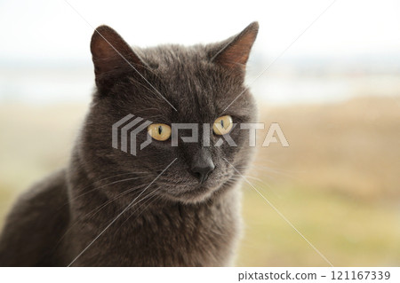 Beautiful grey cat sit on the windowsill 121167339