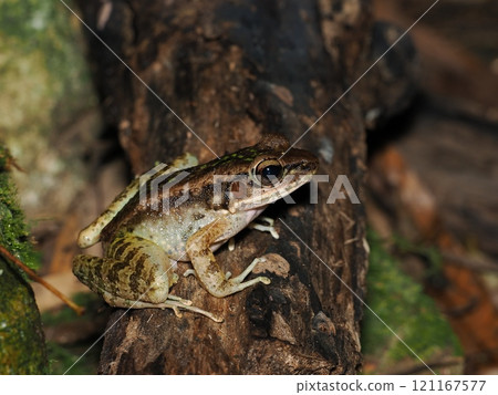 Amami Hanasaka 121167577