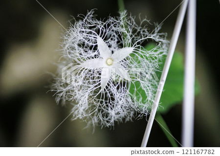 A mysterious flower 121167782