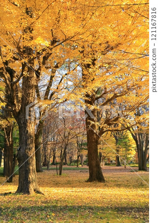北之丸公園一排排黃葉銀杏樹 121167816