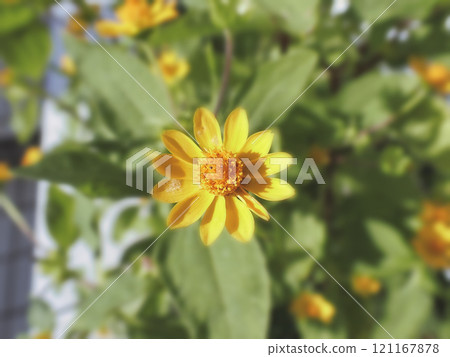 Melanpodium 121167878