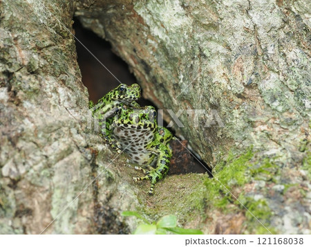 Amami Ishikawa Gael 121168038