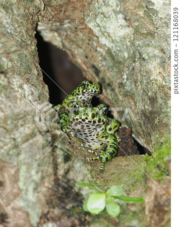 Amami Ishikawa Gael 121168039