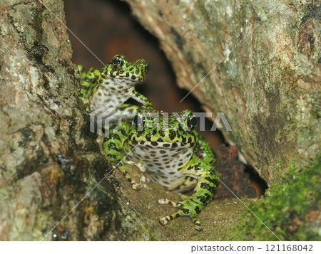 Amami Ishikawa Gael 121168042