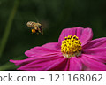Bee and Cosmos 121168062