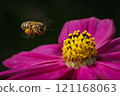 Bee and Cosmos 121168063