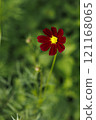 Dark red cosmos 121168065
