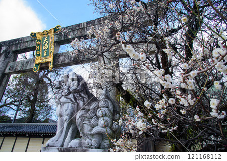 北野天滿宮白梅花和鳥居 121168112
