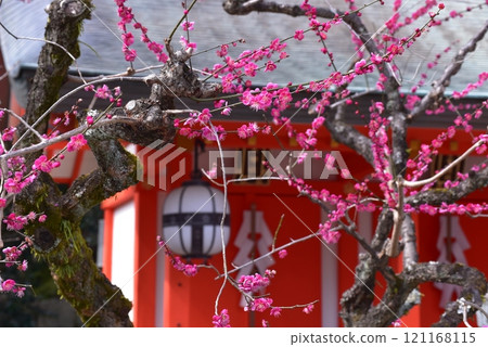 Kitano Tenmangu Shrine with red plum blossoms 121168115