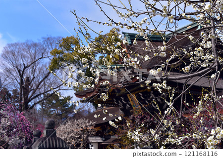 Kitano Tenmangu Shrine: White plum blossoms and Sankomon Gate Kitano Tenmangu Shrine: White plum blossoms and Sankomon Gate 121168116