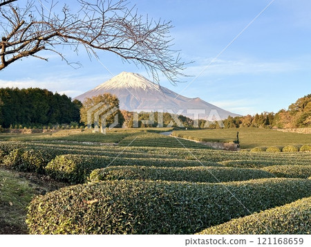 茶園和富士山在晚上 121168659
