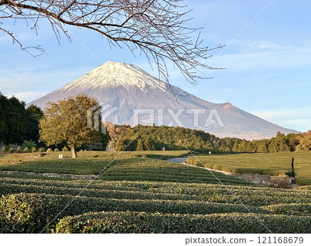 Mt. Fuji seen from the tea fields in the evening Mt. Fuji seen from the tea fields in the evening 121168679